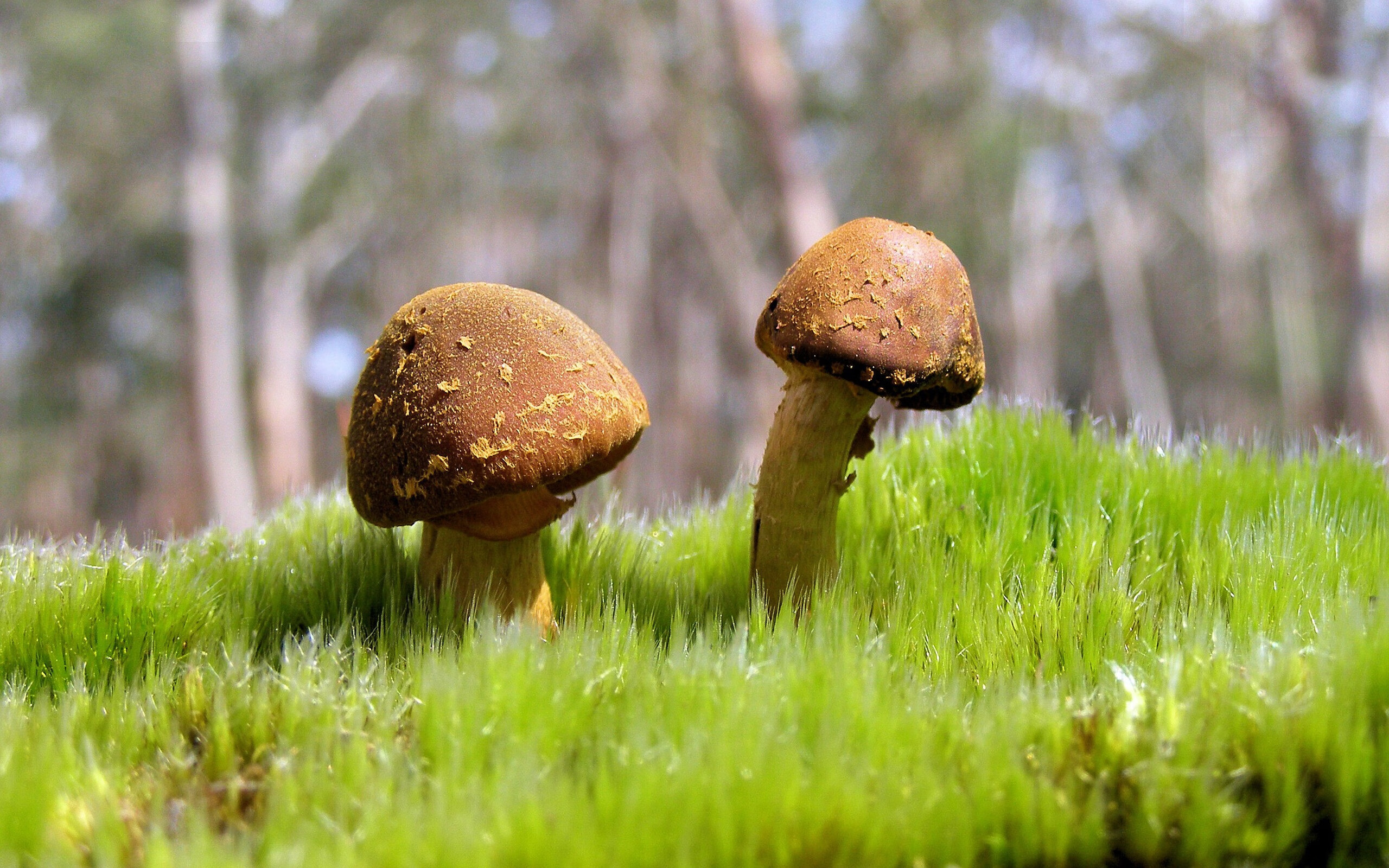 哥伦比亚马术协会与欧洲马术协会签署合作协议,共同举办国际赛事。