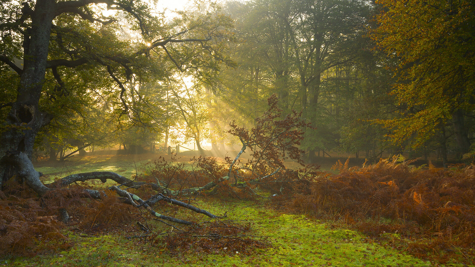 广州恒大将对阵韩国球队,争夺决赛名额,广州恒大对韩国球队战绩