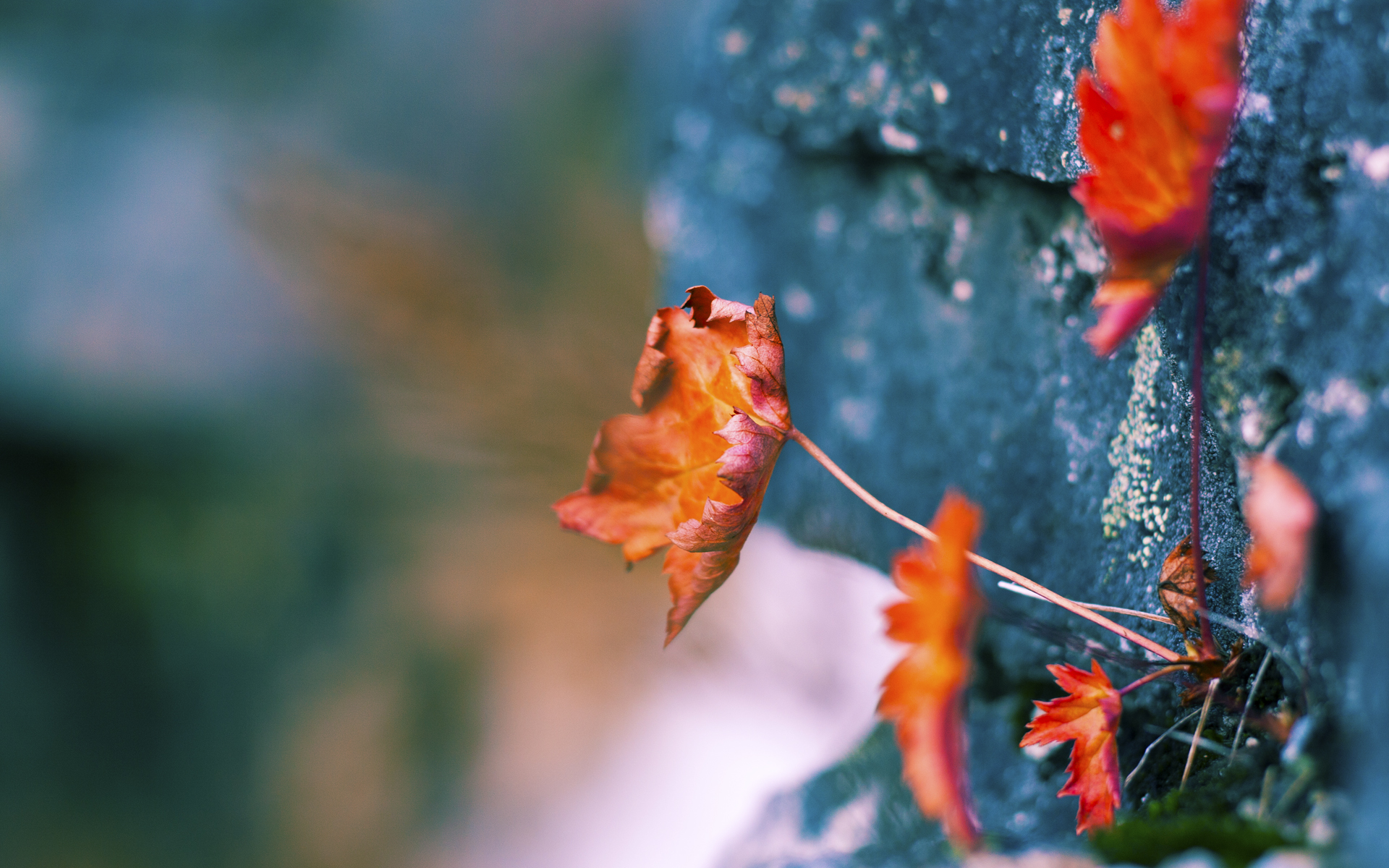 斯图加特主场失利，积分榜位置下滑，斯图加特足球俱乐部主场
