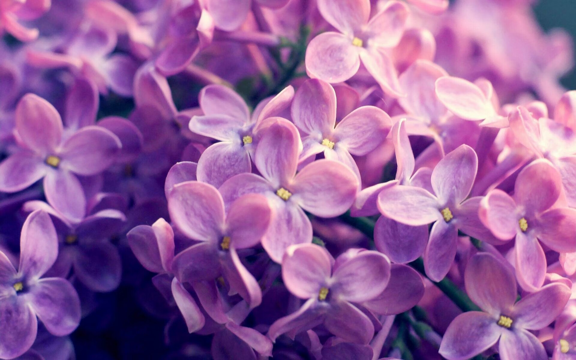 葡萄牙炮手梅开二度，领衔攻击线，葡萄牙射手榜