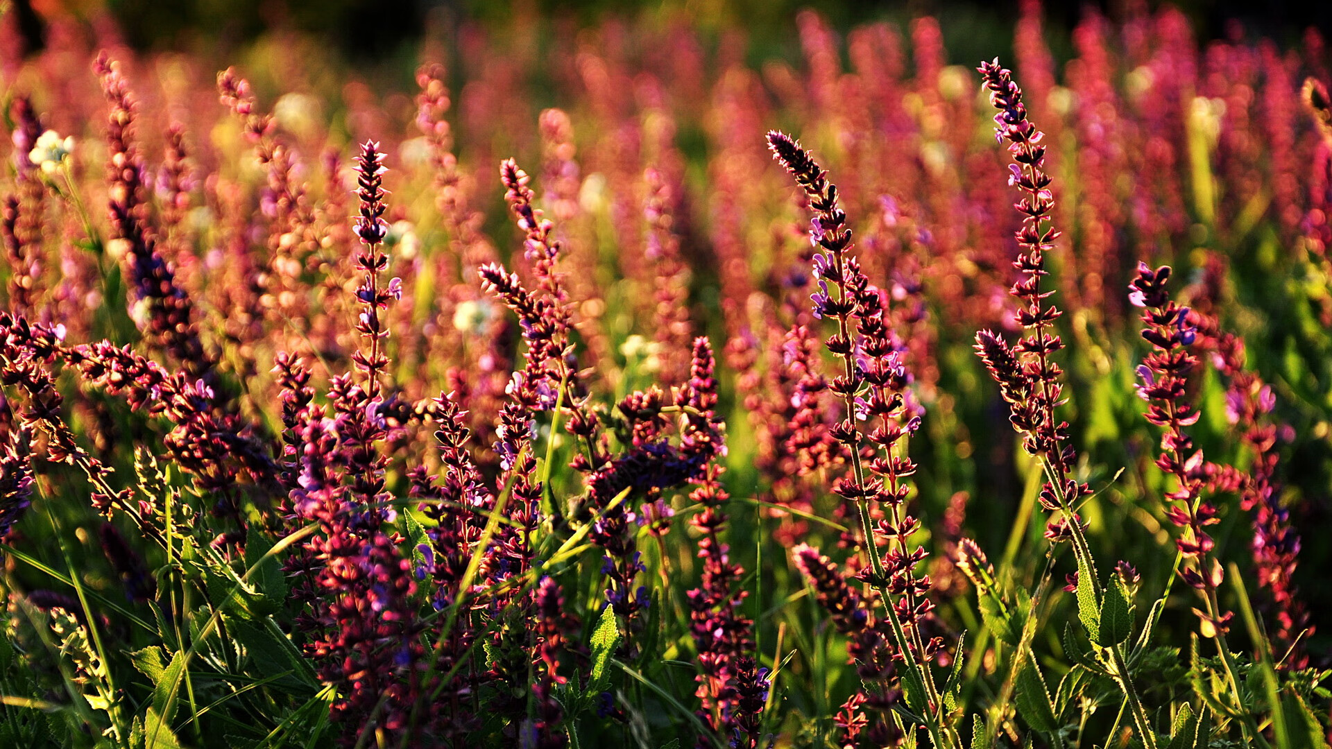 开云体育下载APP-伊朗队战术纪律严明，亚洲强队地位稳固，伊朗足球队战绩