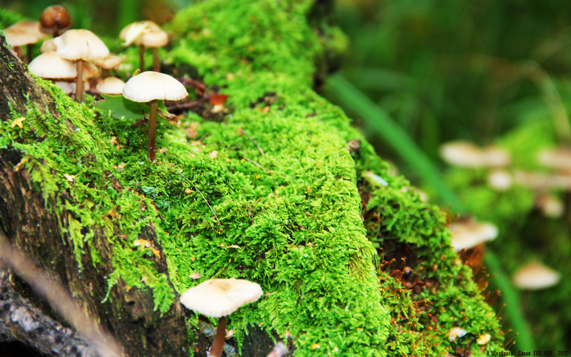 巴西国家队连续夺得世界杯五次,成为历史最强球队,历届巴西国家队世界杯名次